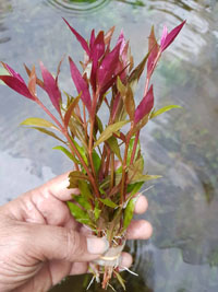 Alternanthera reineckii